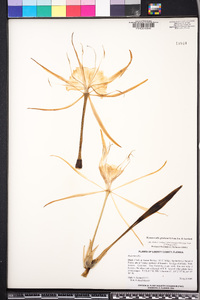 Image of Hymenocallis gholsonii