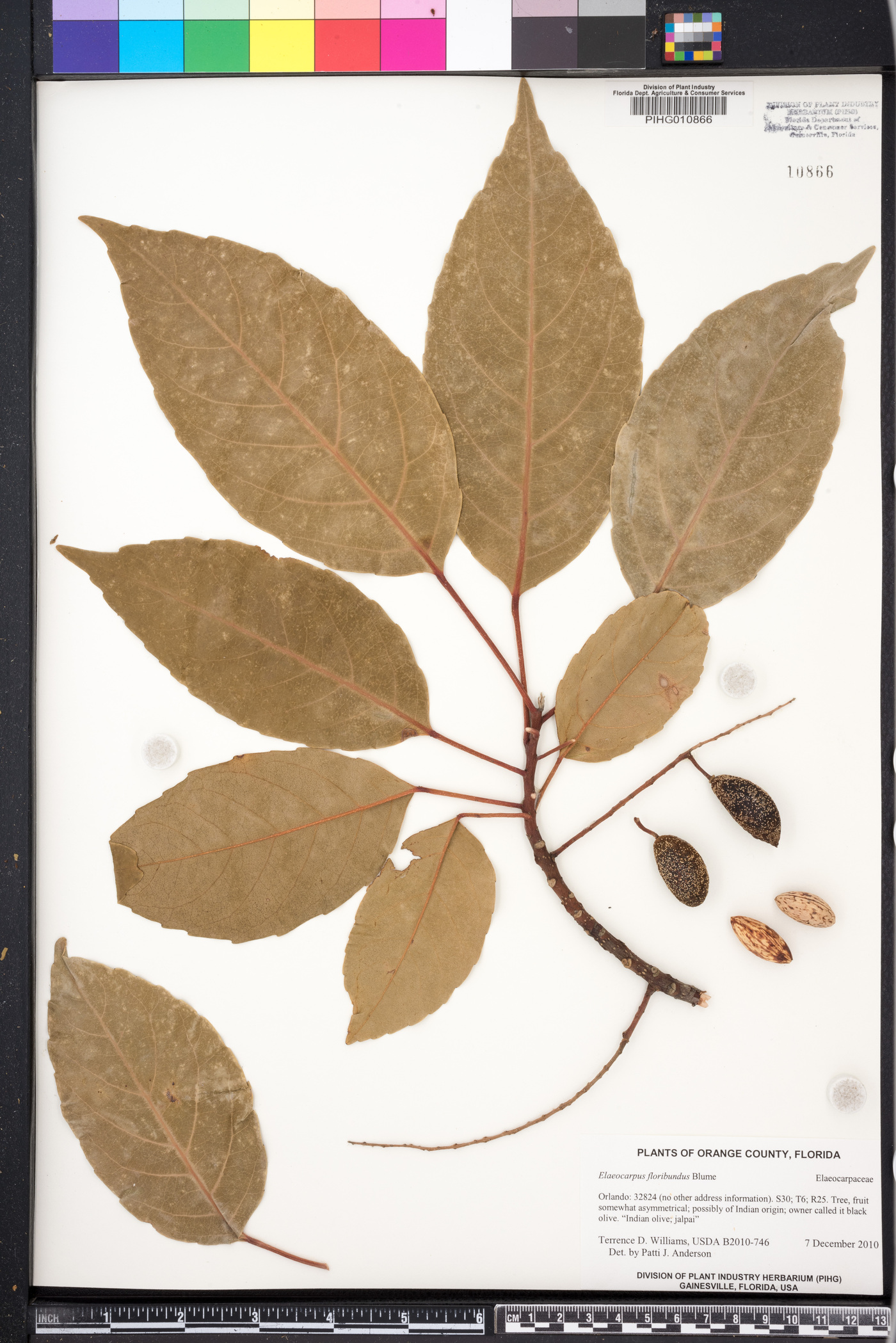 Elaeocarpus floribundus image