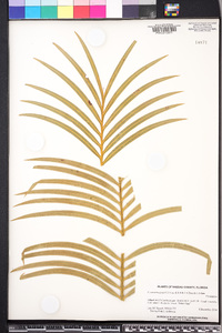Cycas taitungensis image