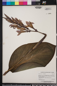 Canna indica image