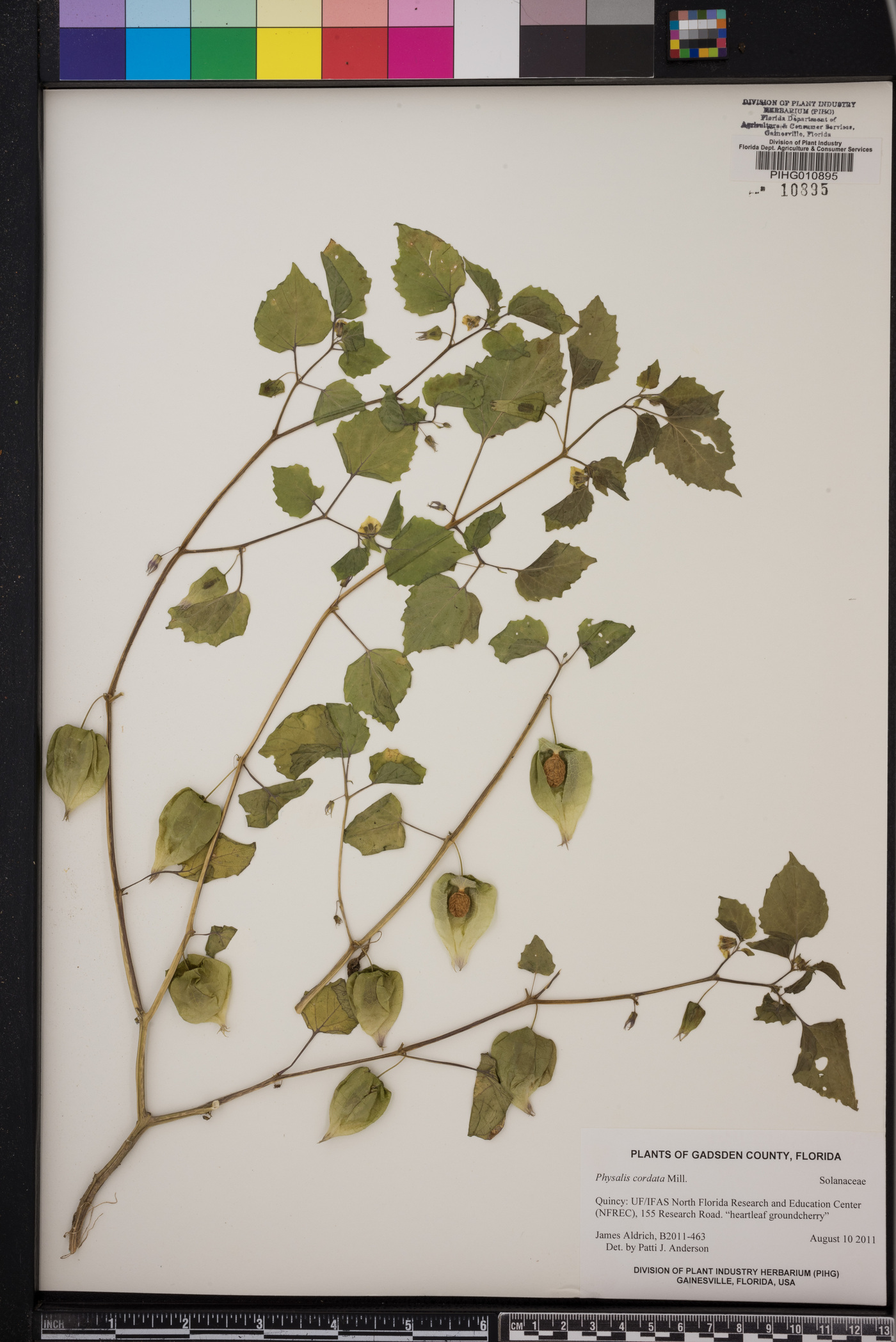 Physalis cordata image