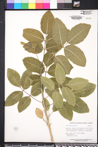 Zanthoxylum flavum image