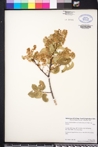 Prunus ilicifolia var. ilicifolia image