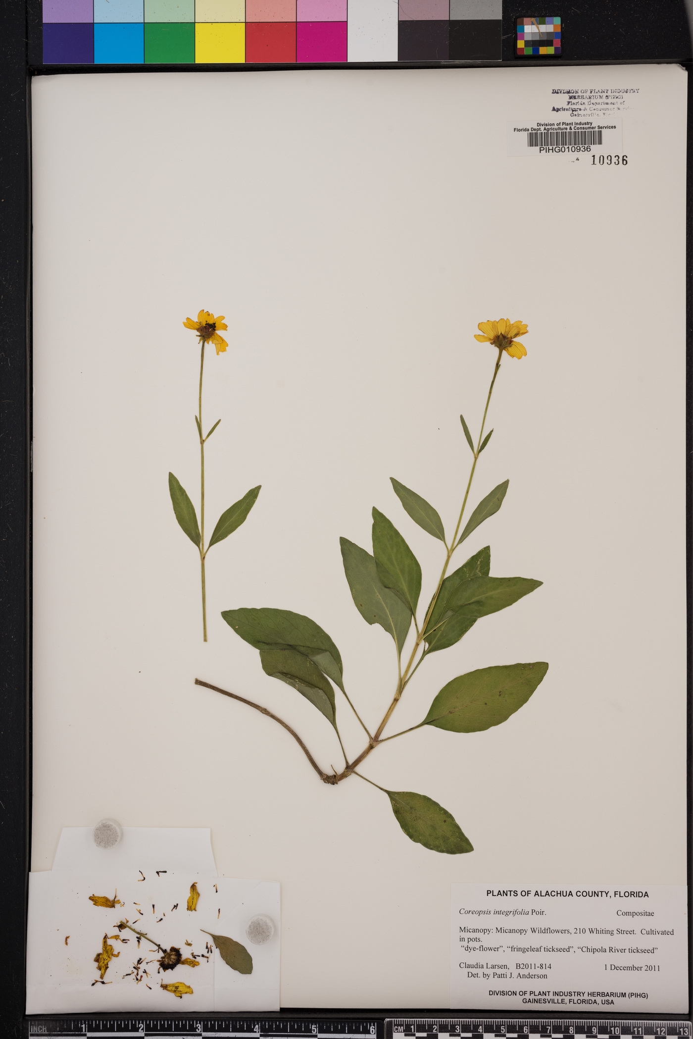 Coreopsis integrifolia image