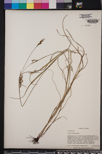 Scleria reticularis image