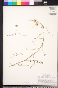 Mimosa quadrivalvis var. floridana image