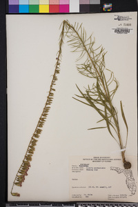 Liatris provincialis image