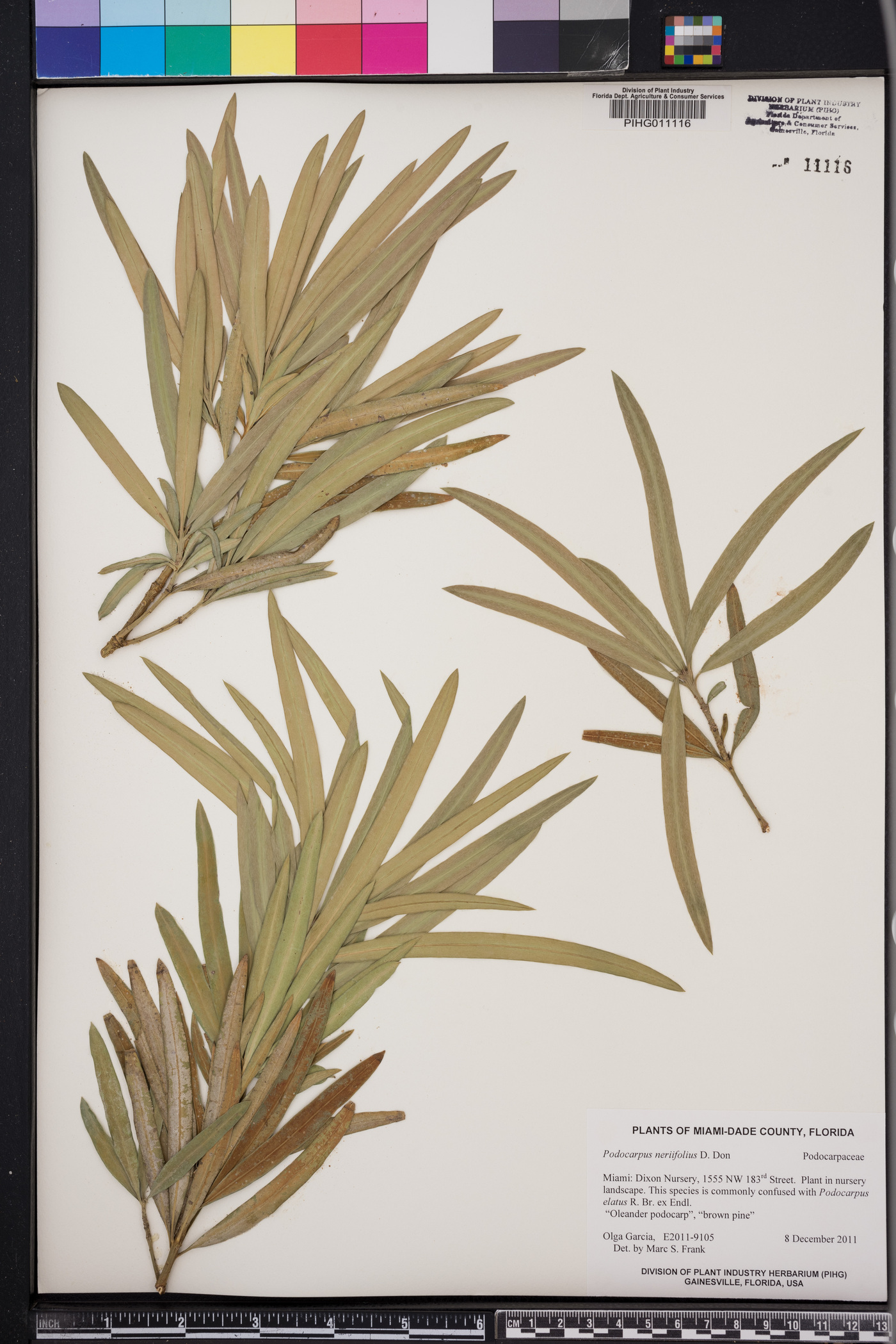 Podocarpus neriifolius image