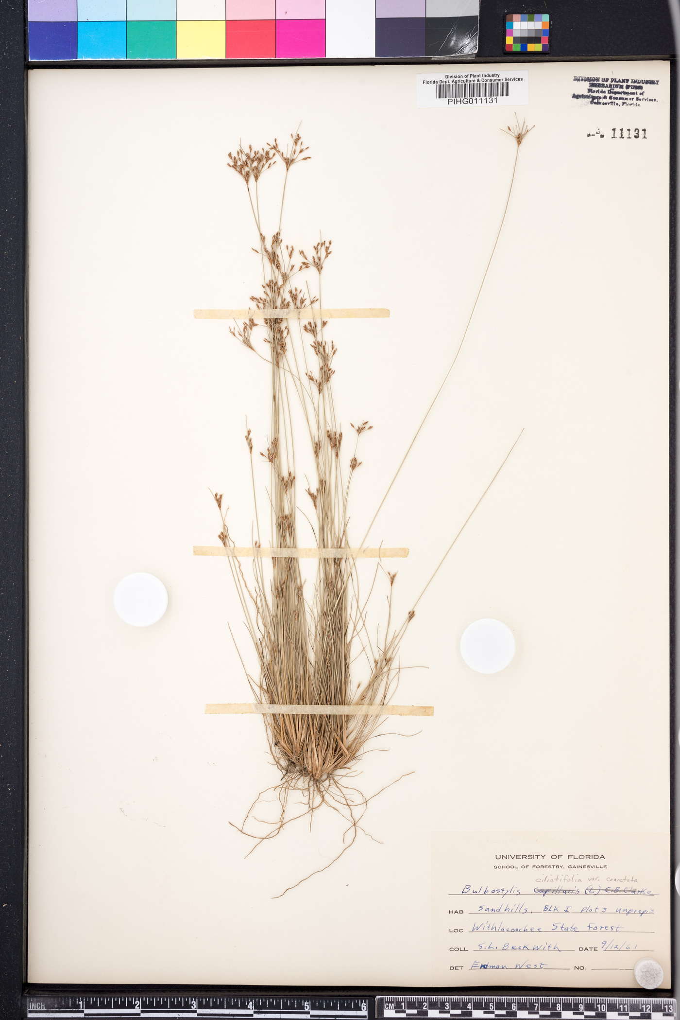 Bulbostylis coarctata image