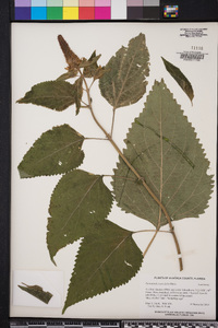 Pycnostachys urticifolia image