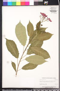 Jatropha tupifolia image