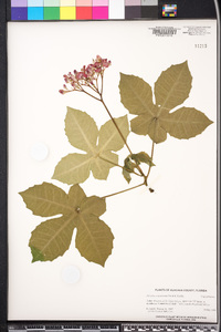 Jatropha grossidentata image