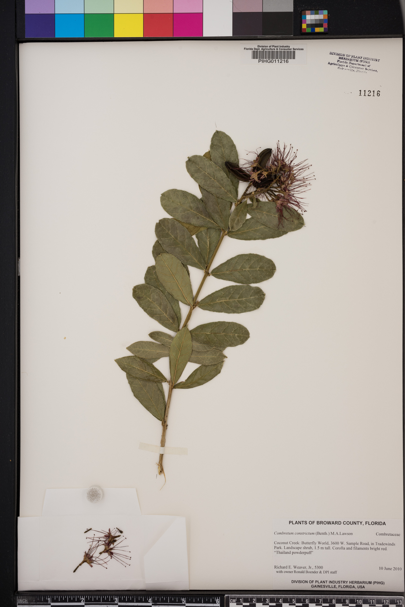 Combretum constrictum image