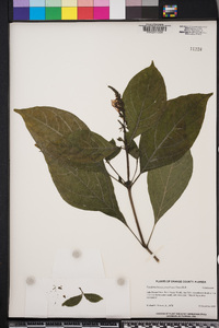 Image of Pseuderanthemum graciliflorum