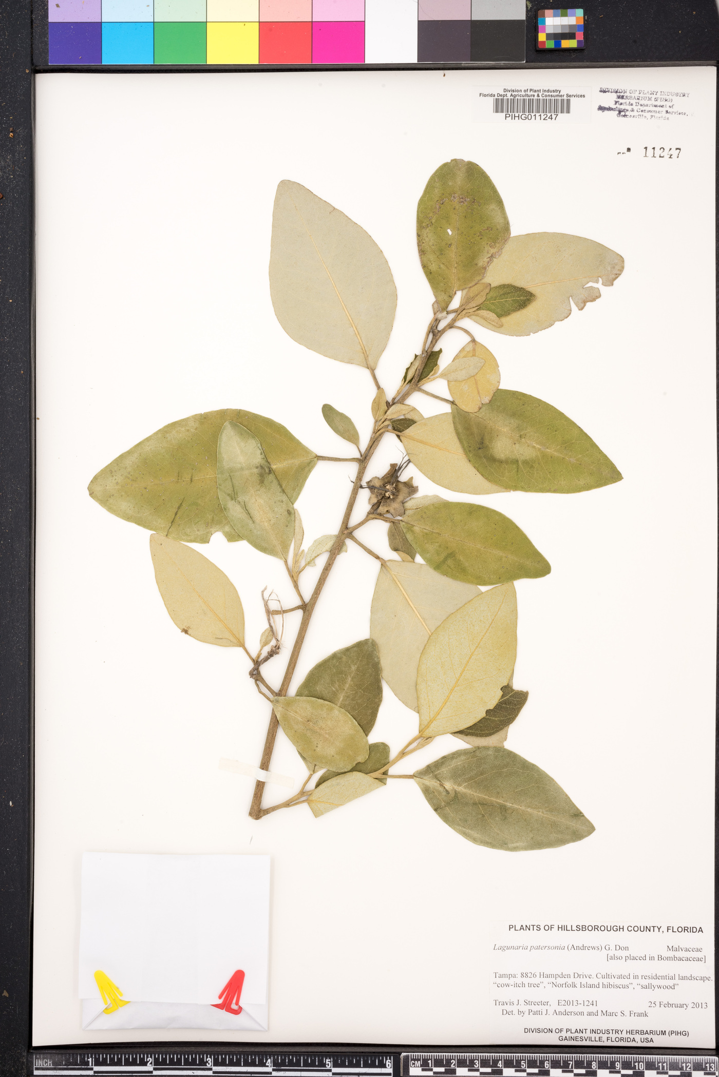 Lagunaria patersonia image