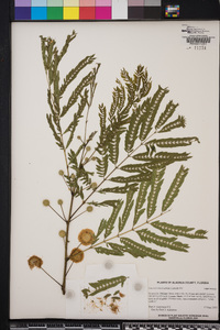 Leucaena leucocephala image