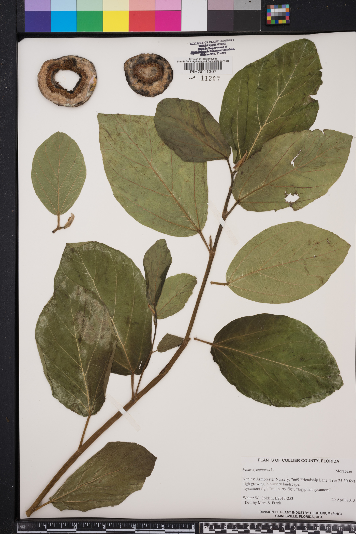 Ficus sycomorus image