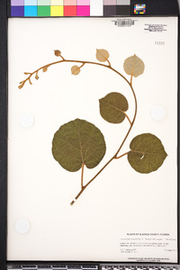 Actinidia chinensis image