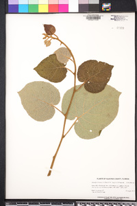 Actinidia chinensis image