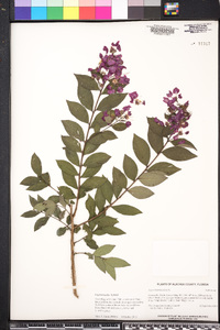 Lagerstroemia indica image