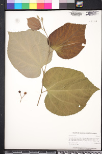 Grewia asiatica image