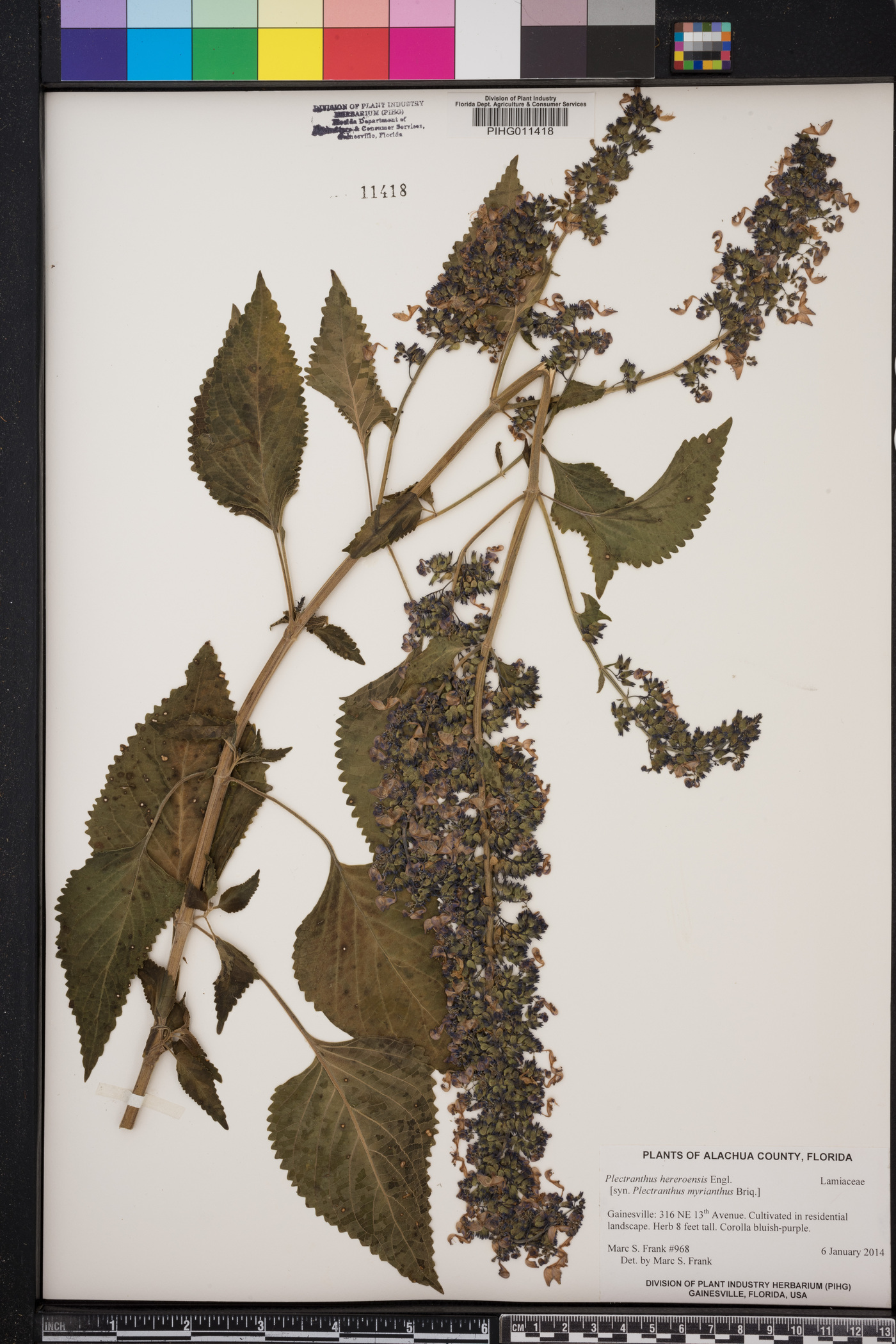 Plectranthus hereroensis image