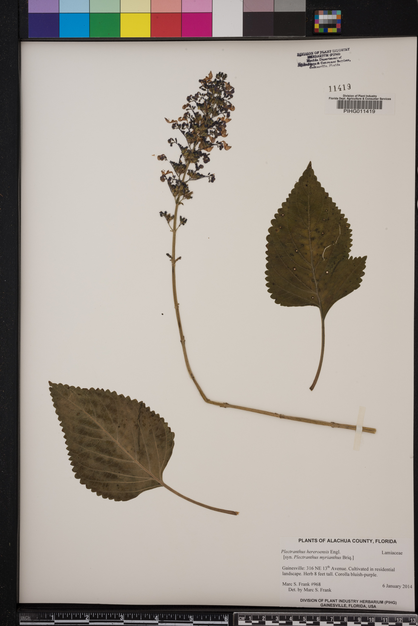 Plectranthus hereroensis image