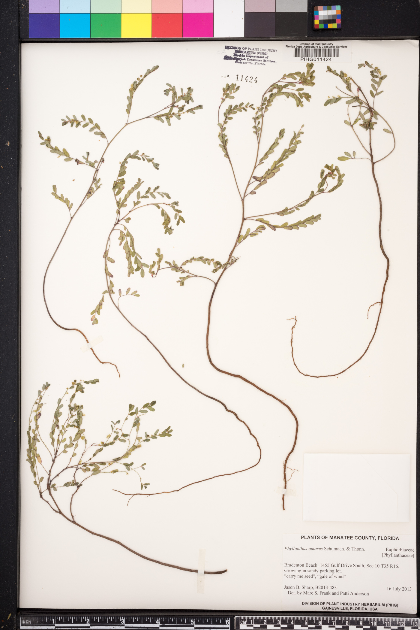Phyllanthus amarus image