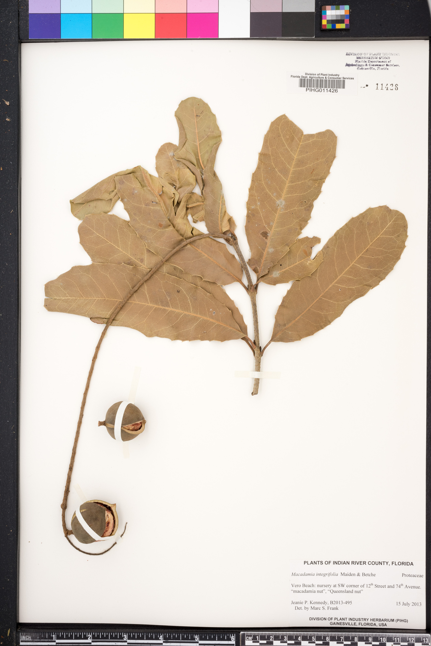 Macadamia integrifolia image