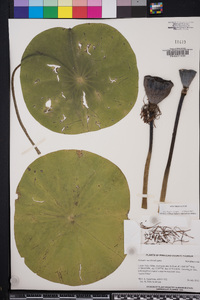 Nelumbo nucifera image