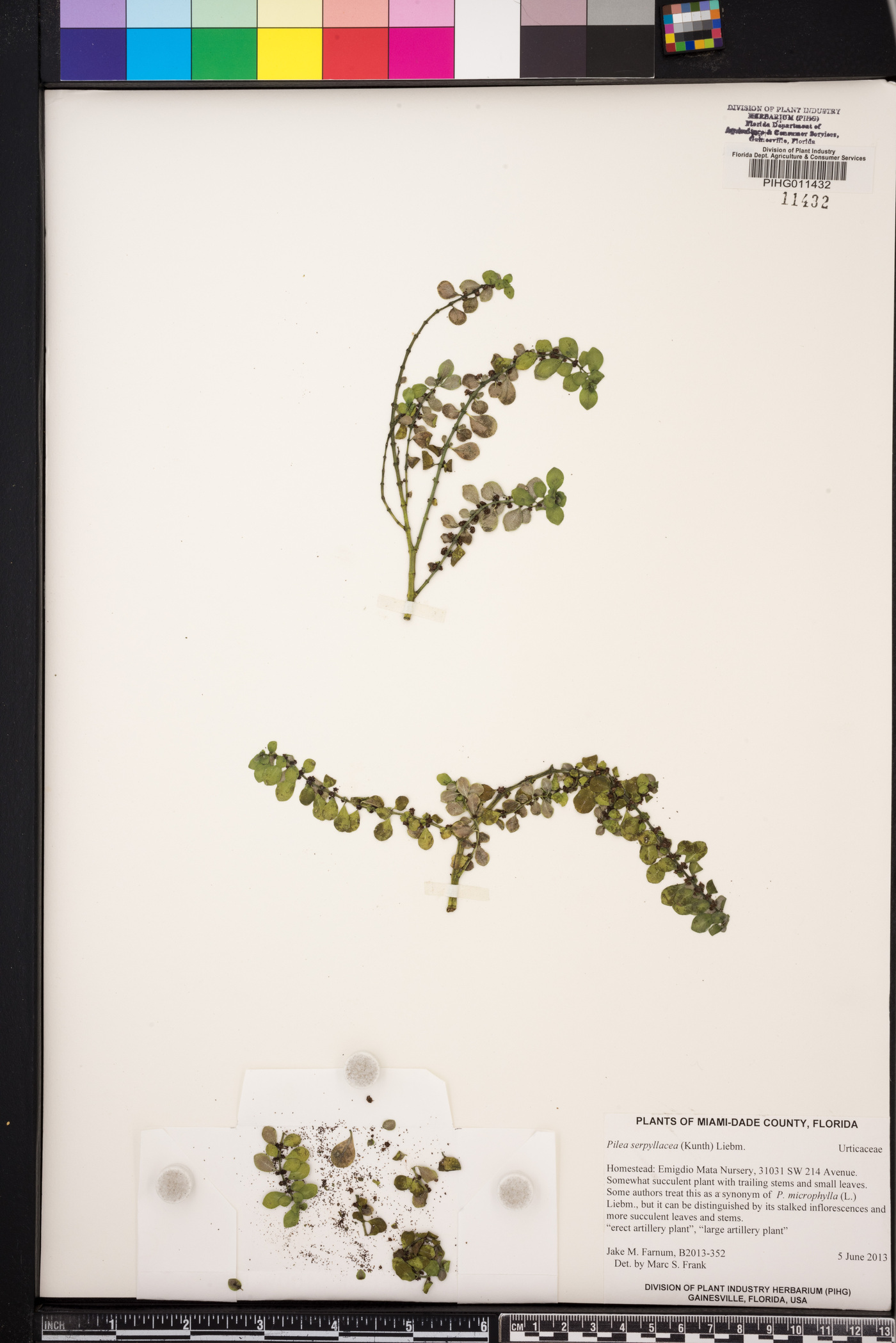 Pilea serpyllacea image