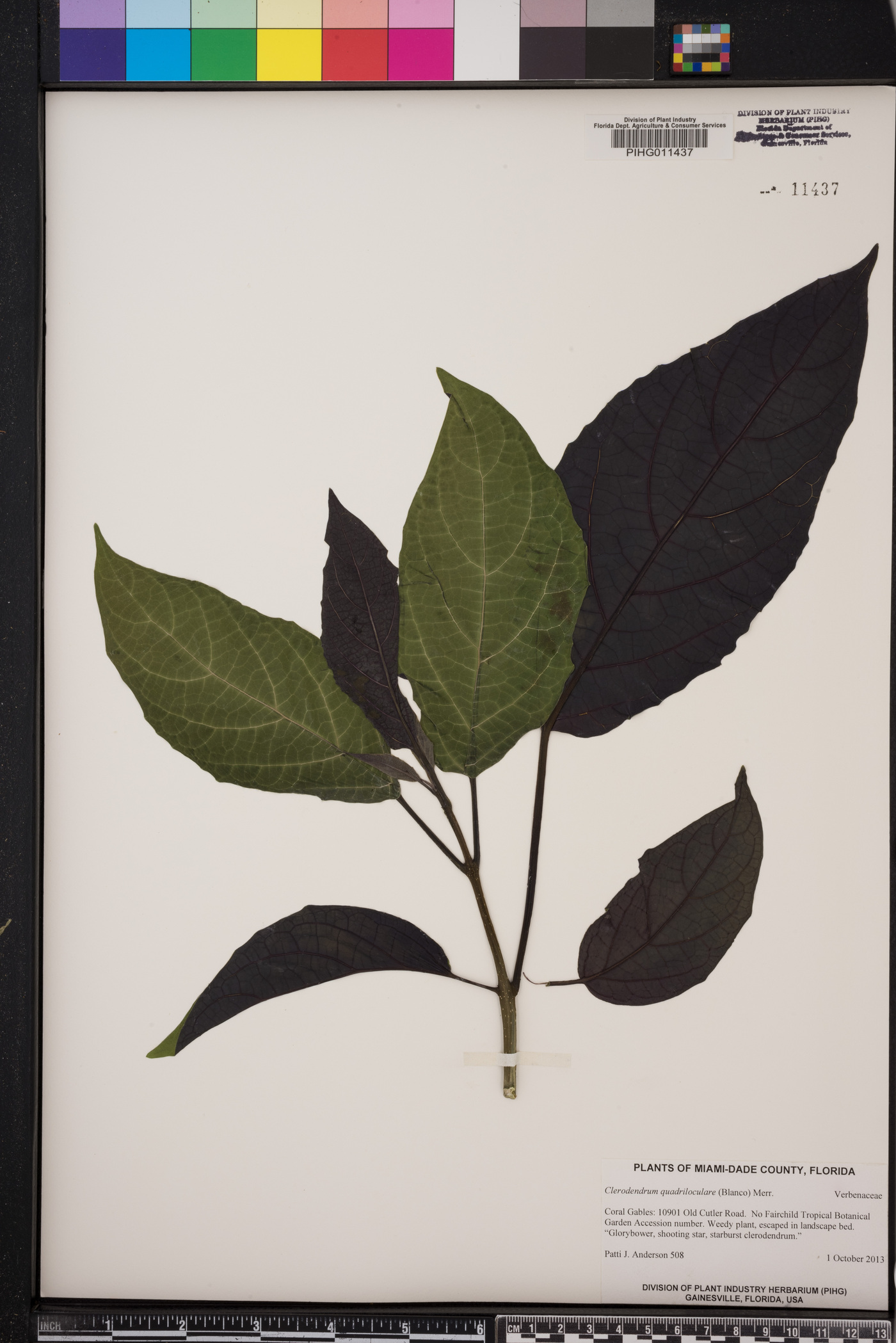 Clerodendrum quadriloculare image