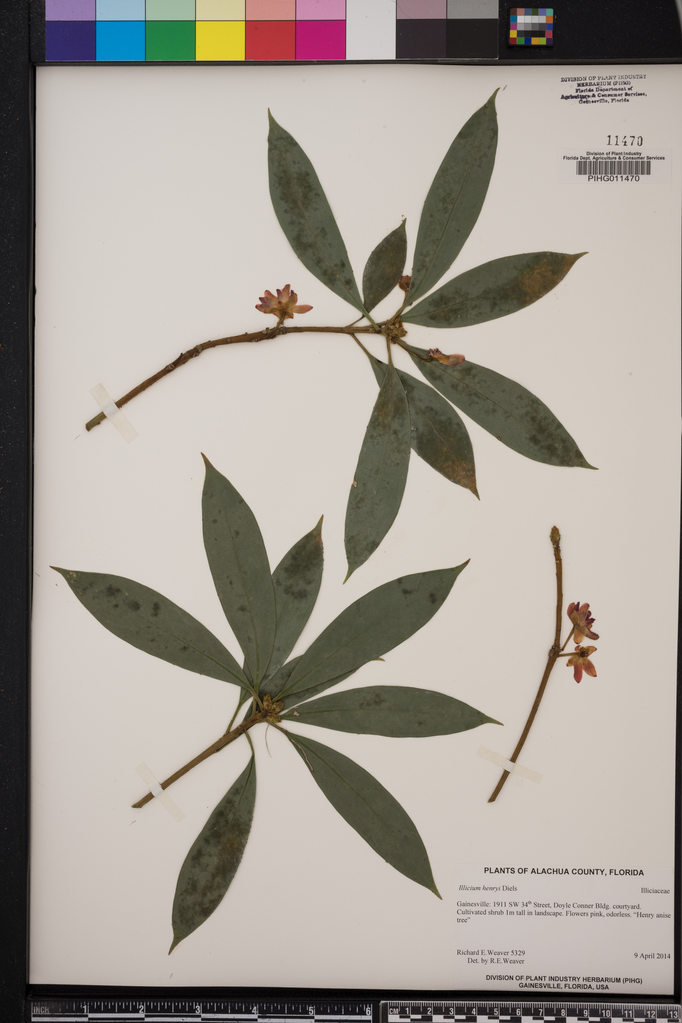 Illicium henryi image