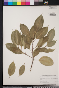Cinnamomum kotoense image