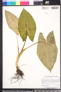 Xanthosoma sagittifolium image