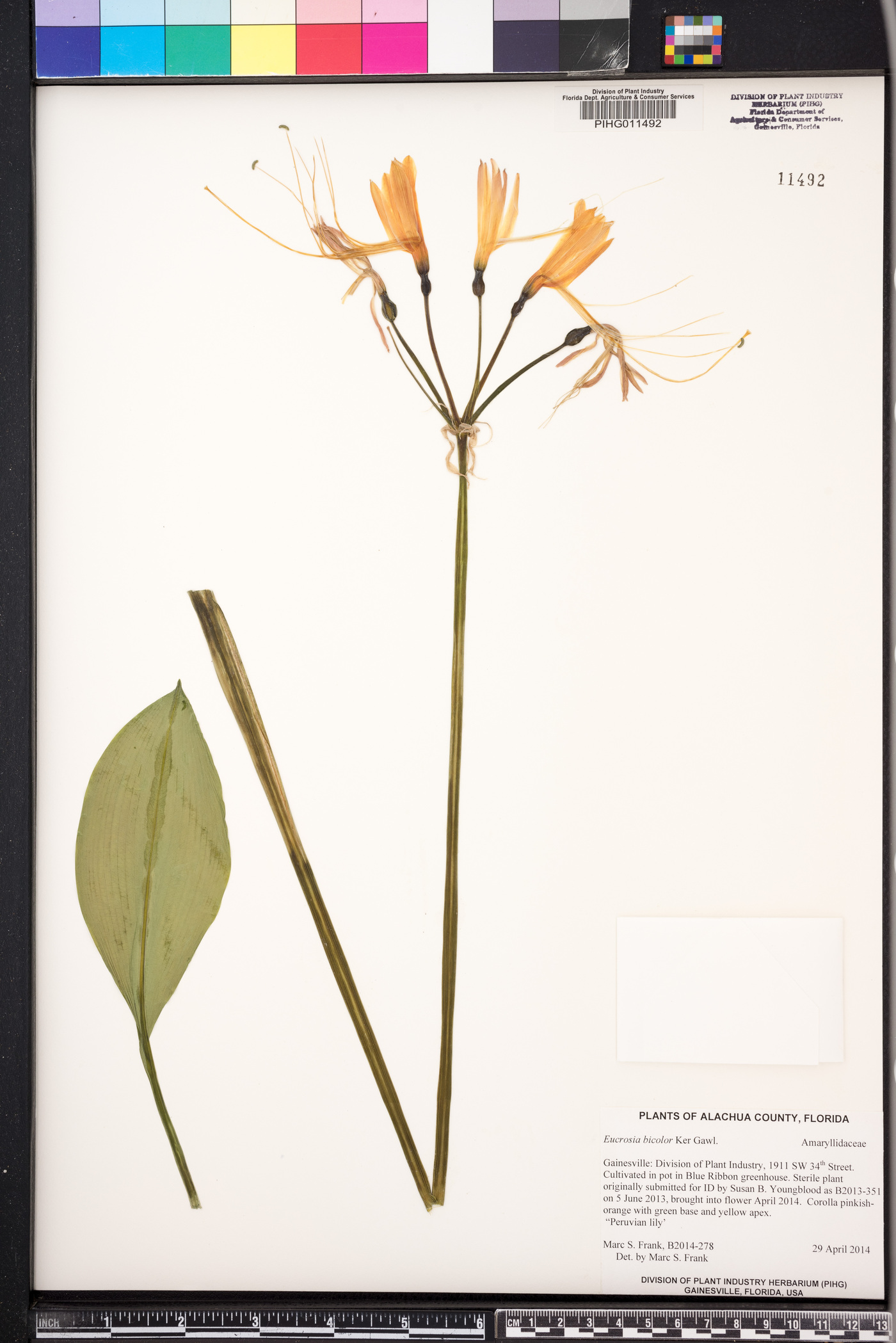 Eucrosia bicolor image