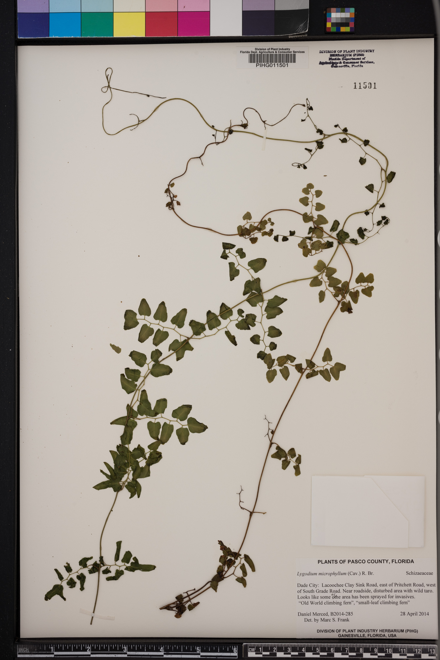 Lygodium microphyllum image