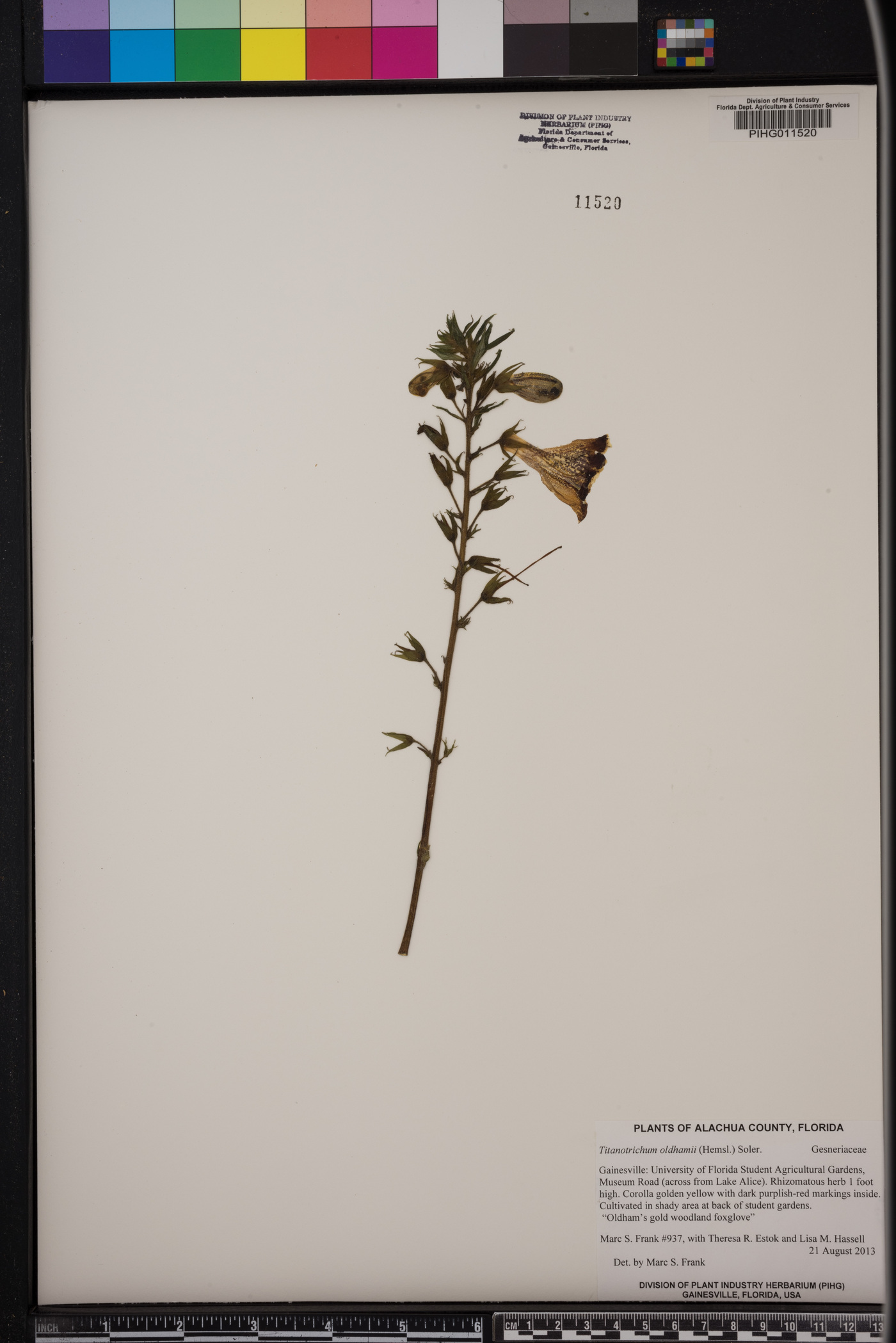 Titanotrichum image