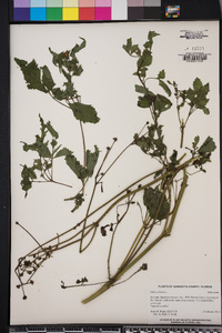 Bidens pilosa image