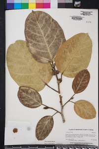 Ficus altissima image