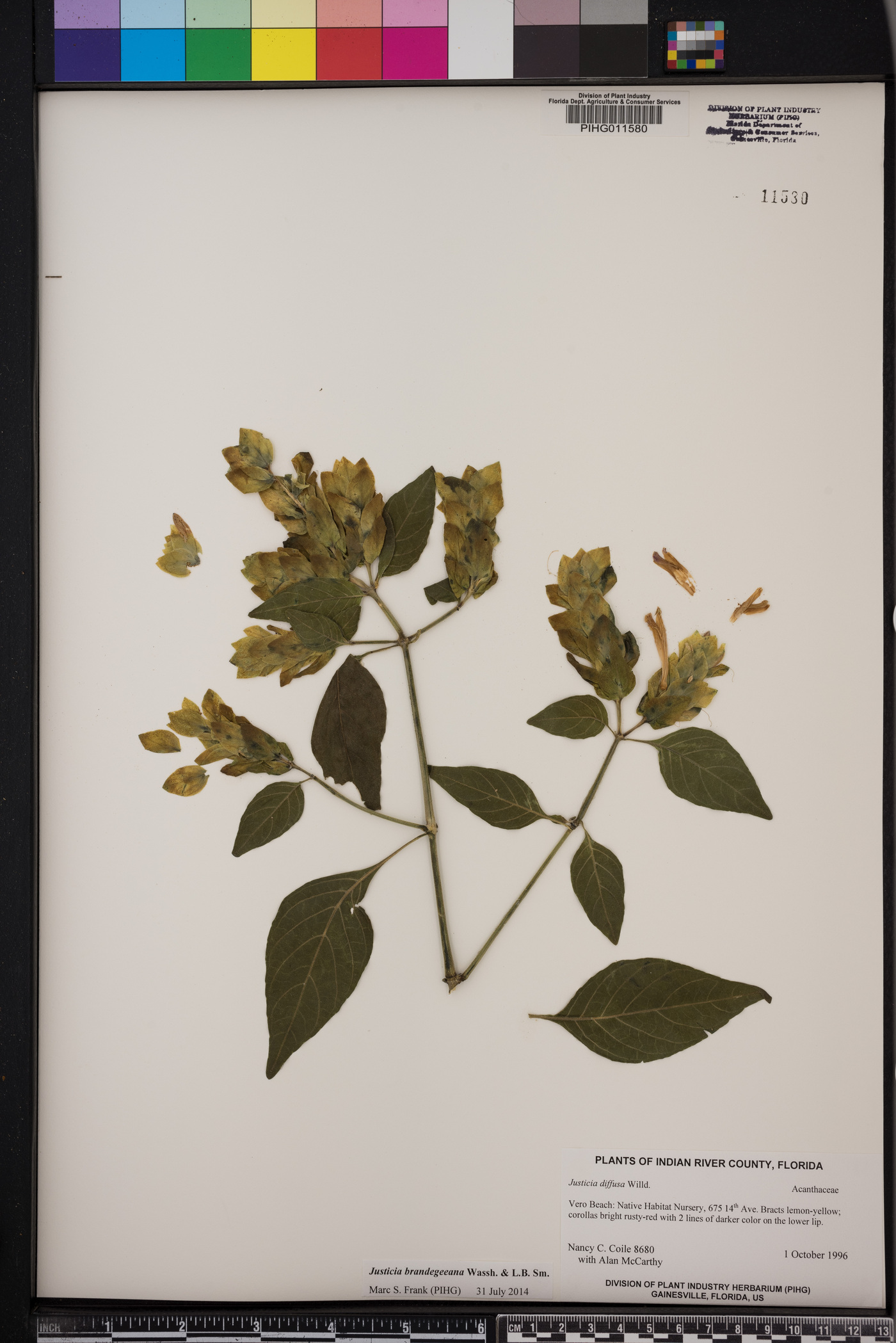 Justicia brandegeeana image