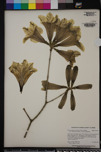 Handroanthus umbellatus image