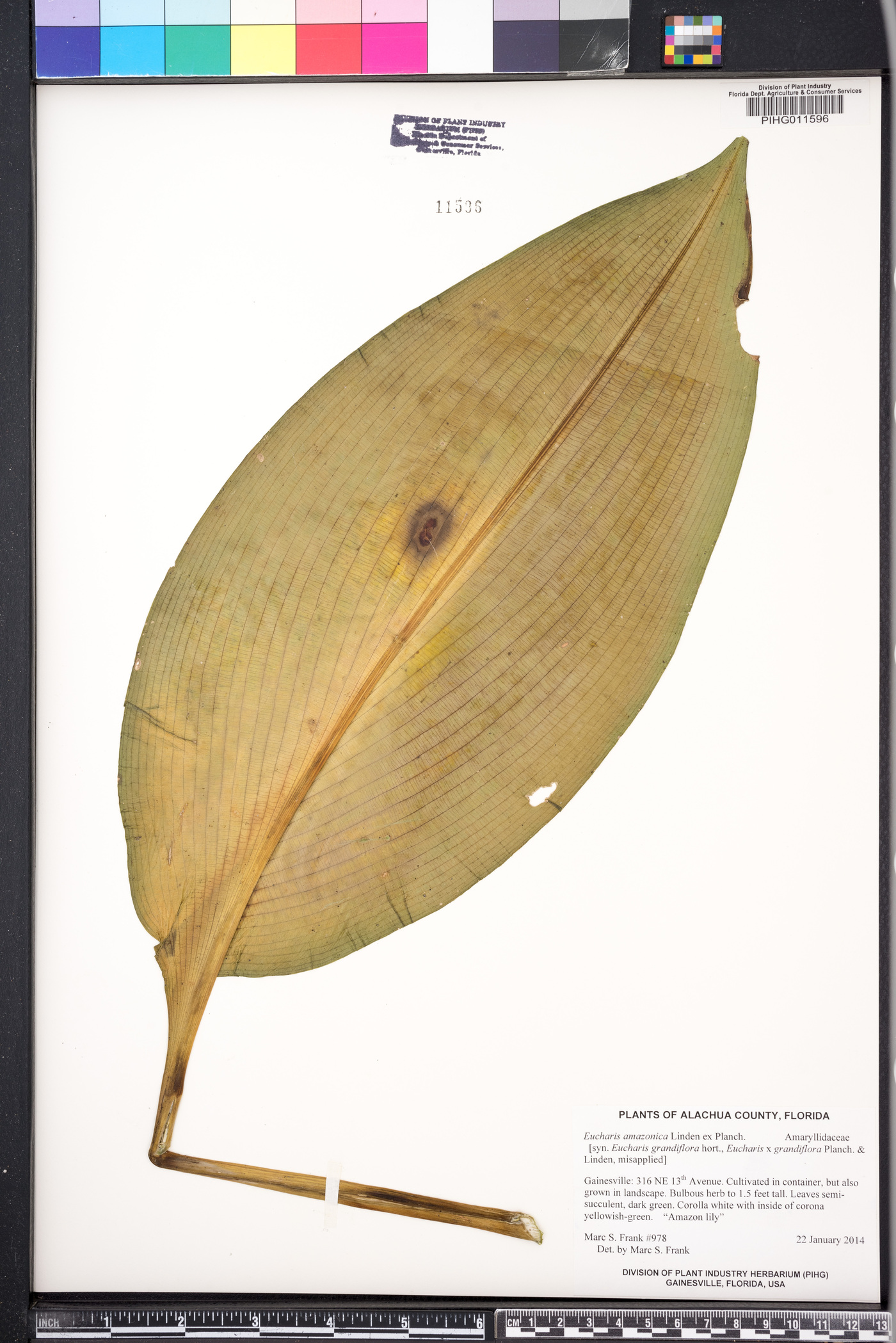 Eucharis image