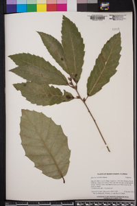 Quercus variabilis image