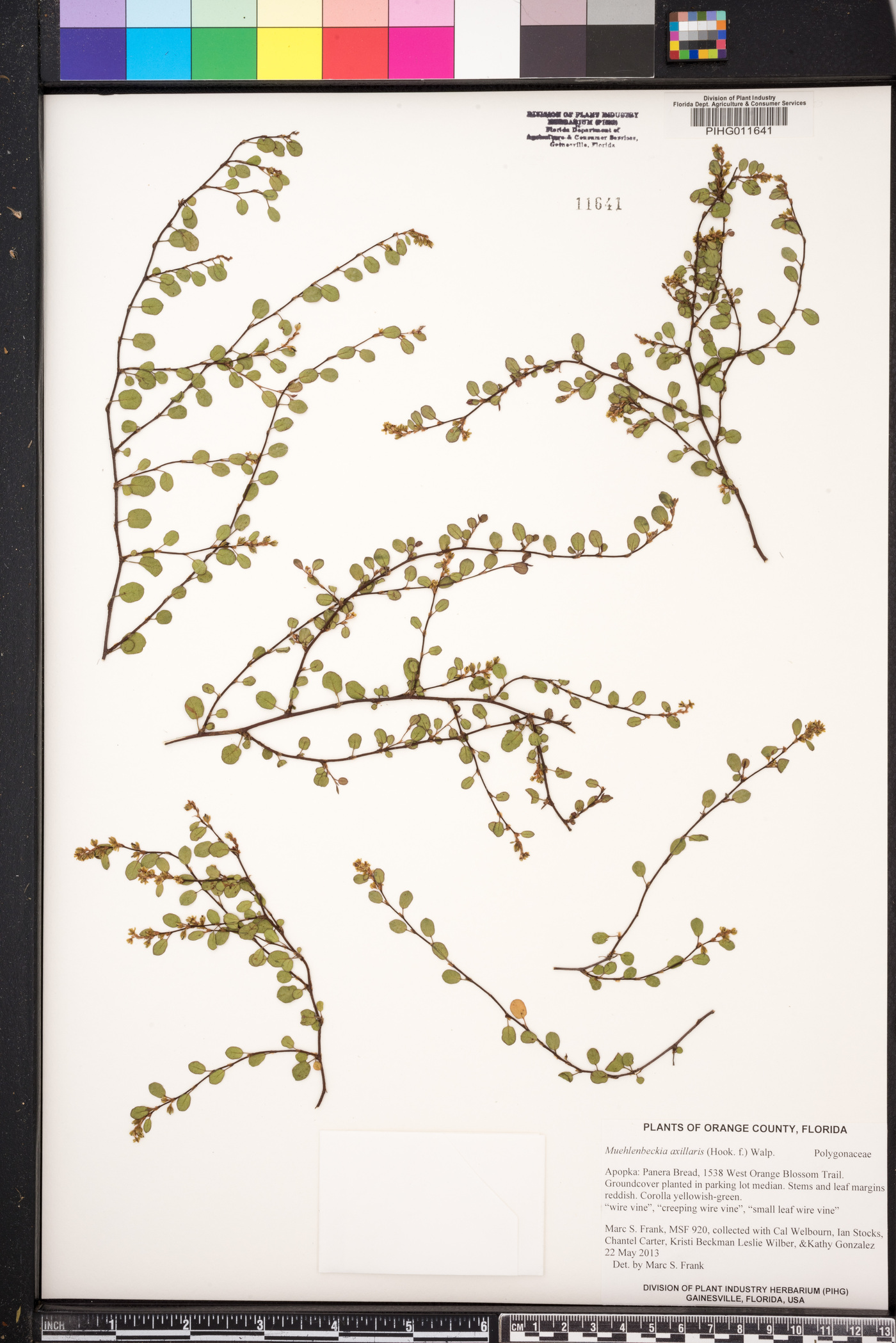 Muehlenbeckia axillaris image