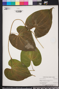 Dioscorea bulbifera image