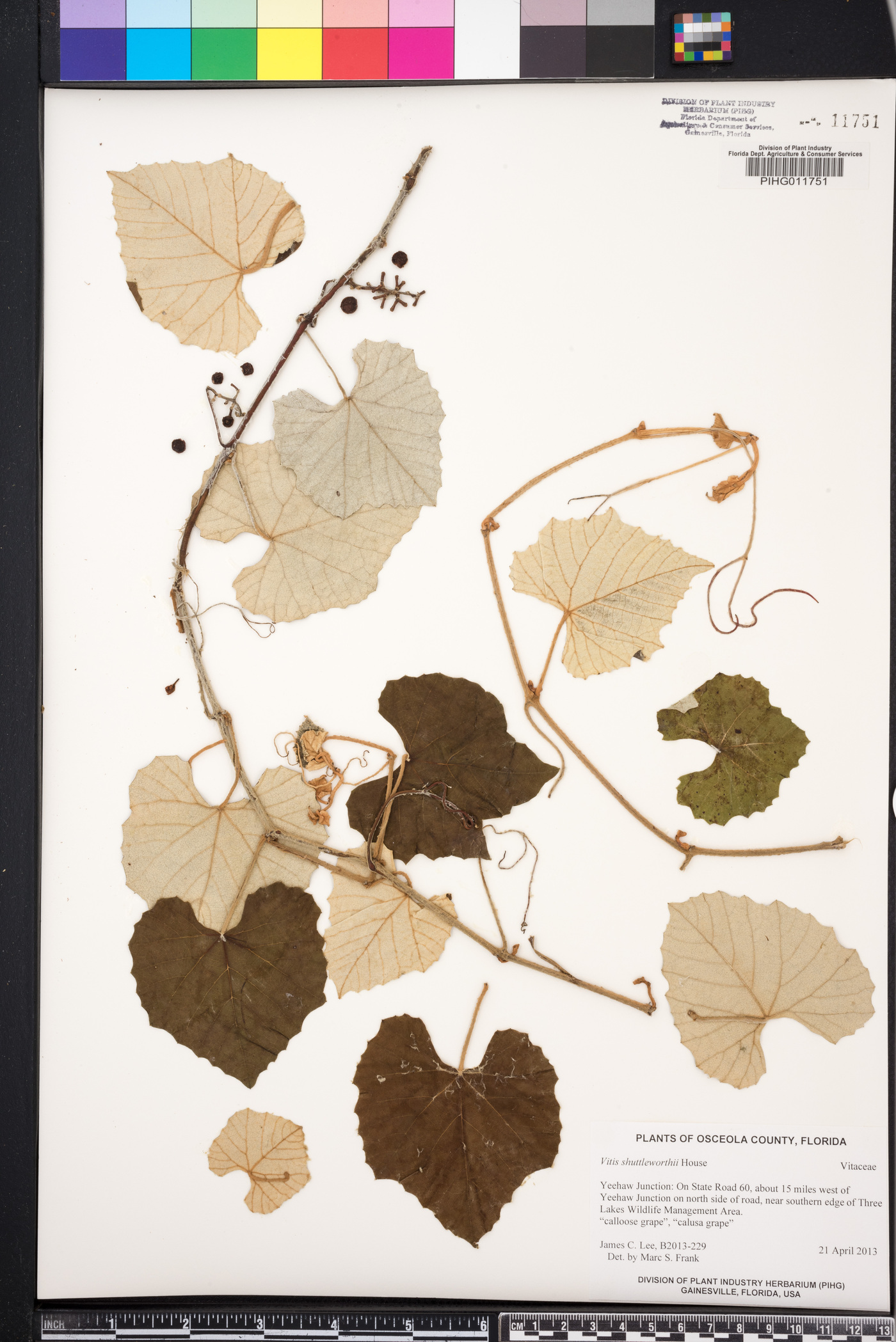 Vitis shuttleworthii image