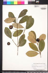 Eugenia brasiliensis image