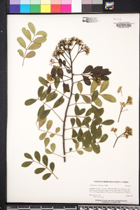 Zanthoxylum coriaceum image