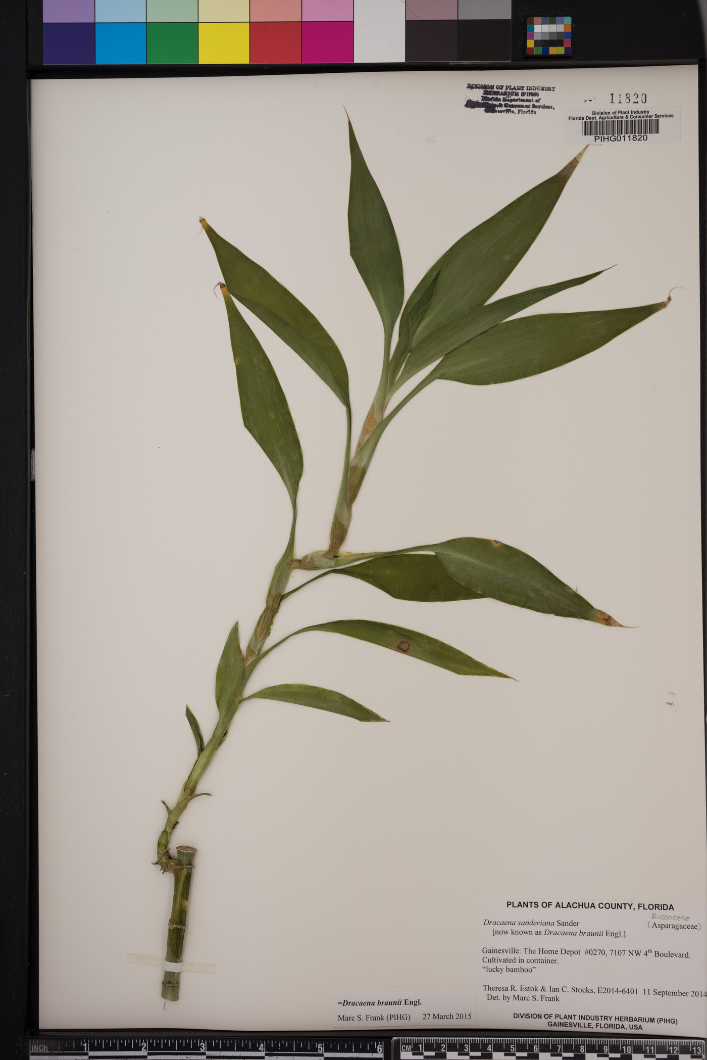 Dracaena braunii image